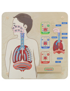 MASTERKIDZ Монтессори Дыхательная Система Образовательная Учебная ...