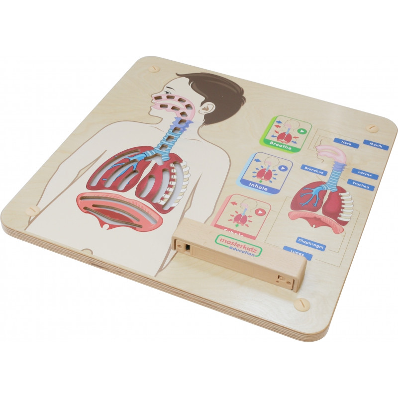 MASTERKIDZ Montessori edukacinis sienos elementas "Kvėpavimo sistema"