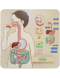MASTERKIDZ Montessori virškinimo sistemos švietimo taryba