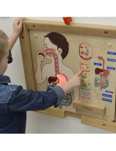 MASTERKIDZ Montessori virškinimo sistemos švietimo taryba 2