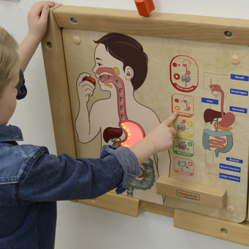 MASTERKIDZ Montessori Digestive System Educational Board