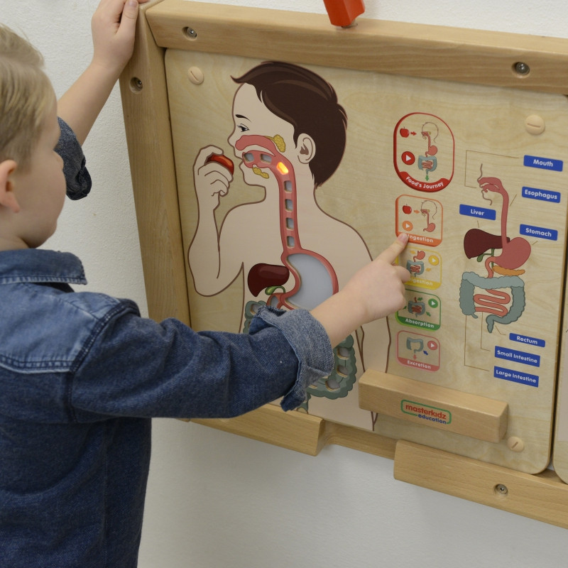 MASTERKIDZ Montessori Digestive System Educational Board