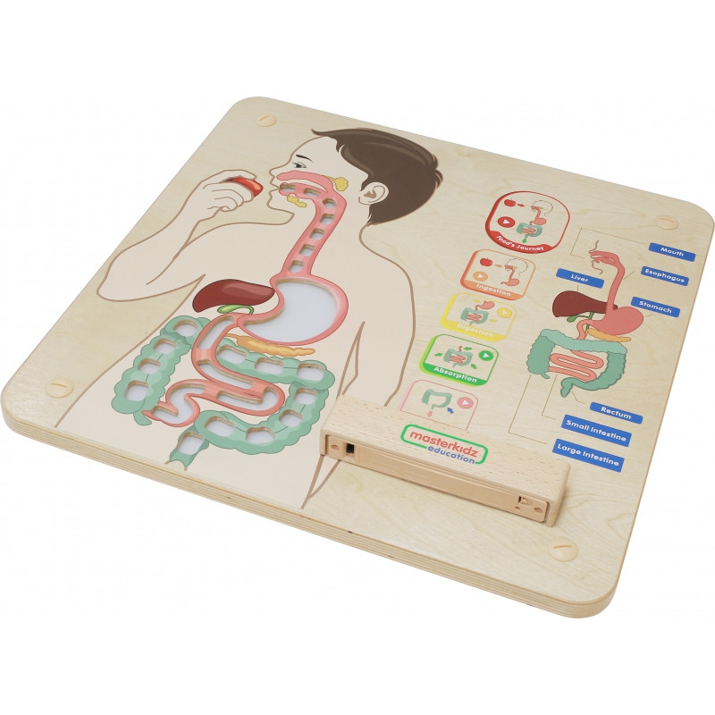 MASTERKIDZ Montessori Digestive System Educational Board