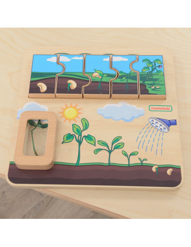 MASTERKIDZ Wooden Bean Life Cycle Board