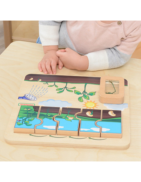 MASTERKIDZ Wooden Bean Life Cycle Board